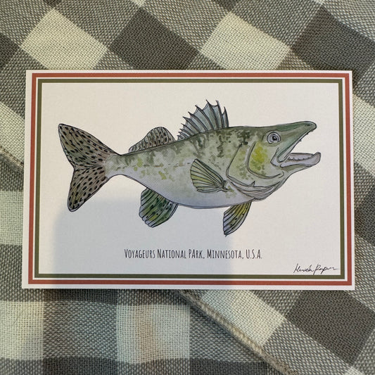 Voyageurs Walleye Postcard