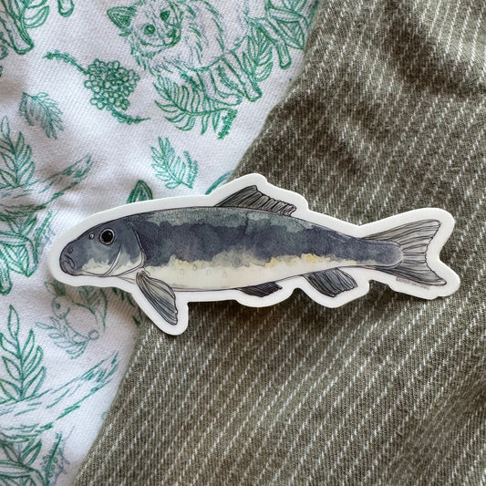 Lost River Sucker Sticker